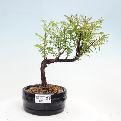 Vonkajšie bonsai - Metasequoia glyptostroboides - Metasekvoja čínska - 1