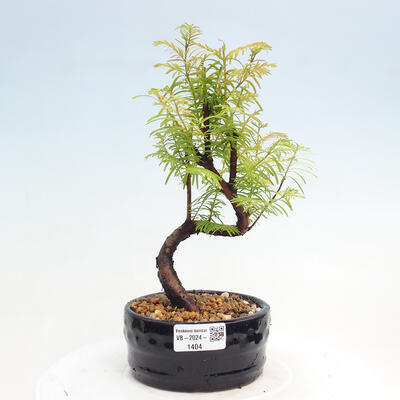 Vonkajšie bonsai - Metasequoia glyptostroboides - Metasekvoja čínska - 1