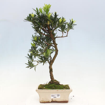 Izbová bonsai - Podocarpus - Kamenný tis - 1