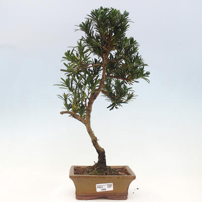 Izbová bonsai - Podocarpus - Kamenný tis - 1