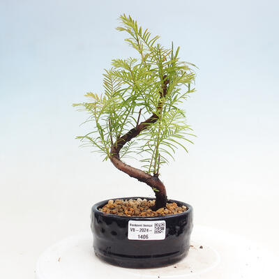 Vonkajšie bonsai - Metasequoia glyptostroboides - Metasekvoja čínska - 1