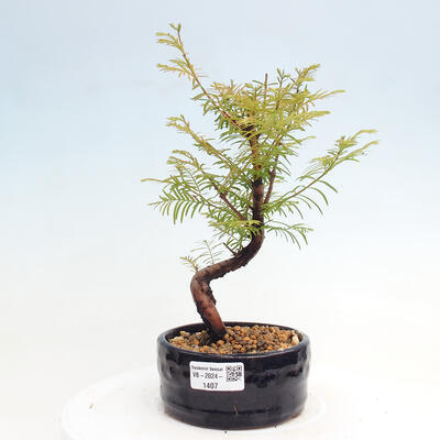 Vonkajšie bonsai - Metasequoia glyptostroboides - Metasekvoja čínska - 1