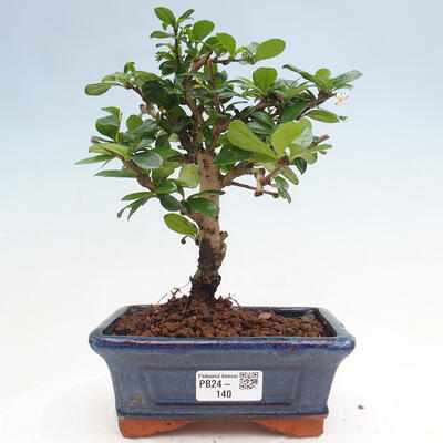 Izbová bonsai - Carmona macrophylla - Čaj fuki - 1