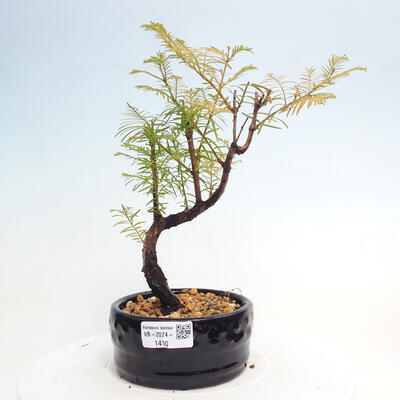 Vonkajšie bonsai - Metasequoia glyptostroboides - Metasekvoja čínska - 1