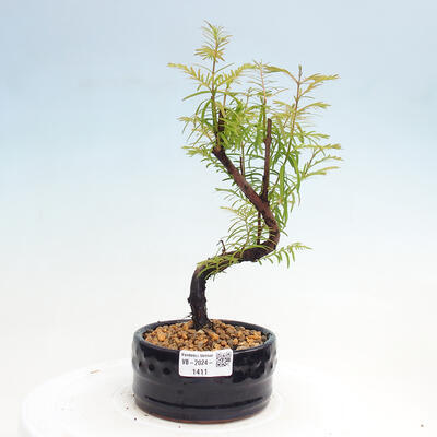 Vonkajšie bonsai - Metasequoia glyptostroboides - Metasekvoja čínska - 1