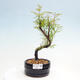 Vonkajšie bonsai - Metasequoia glyptostroboides - Metasekvoja čínska - 1/3