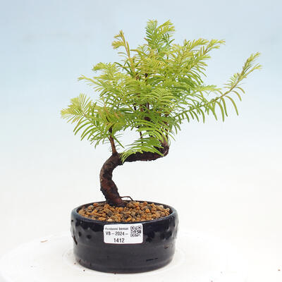 Vonkajšie bonsai - Metasequoia glyptostroboides - Metasekvoja čínska - 1