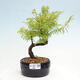 Vonkajšie bonsai - Metasequoia glyptostroboides - Metasekvoja čínska - 1/3