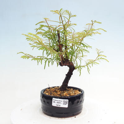 Vonkajšie bonsai - Metasequoia glyptostroboides - Metasekvoja čínska - 1