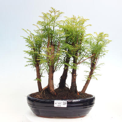 Vonkajšie bonsai - Metasequoia glyptostroboides - Metasekvoja čínska - 1