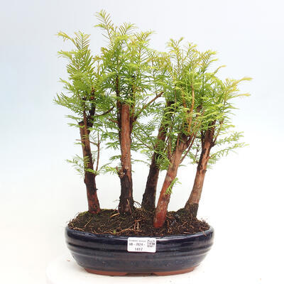 Vonkajšie bonsai - Metasequoia glyptostroboides - Metasekvoja čínska - 1