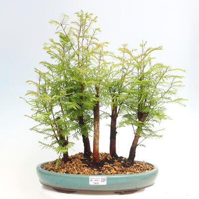Vonkajšie bonsai - Metasequoia glyptostroboides - Metasekvoja čínska - 1