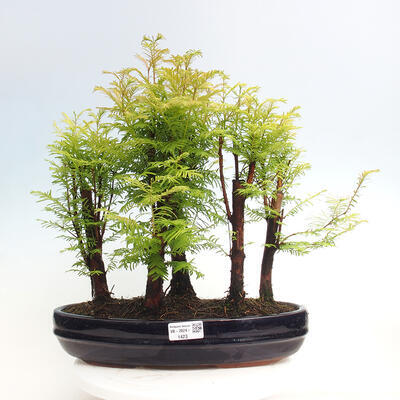 Vonkajšie bonsai - Metasequoia glyptostroboides - Metasekvoja čínska - 1