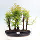 Vonkajšie bonsai - Metasequoia glyptostroboides - Metasekvoja čínska - 1/6