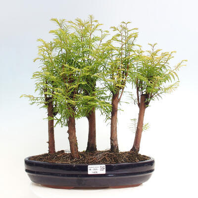 Vonkajšie bonsai - Metasequoia glyptostroboides - Metasekvoja čínska - 1