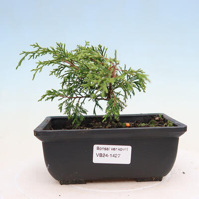 Vonkajší bonsai - Juniperus chinensis ITOIGAWA -Jalovec čínsky