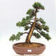 Vonkajšie bonsai - Juniperus chinensis Kishu -Jalovec čínsky - 1/5