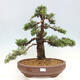 Vonkajšie bonsai - Juniperus chinensis Kishu -Jalovec čínsky - 1/4