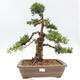 Vonkajšie bonsai - Juniperus chinensis Kishu -Jalovec čínsky - 1/5