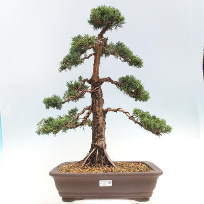 Vonkajšie bonsai - Juniperus chinensis Kishu -Jalovec čínsky - 1