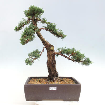 Vonkajšie bonsai - Juniperus chinensis Kishu -Jalovec čínsky - 1