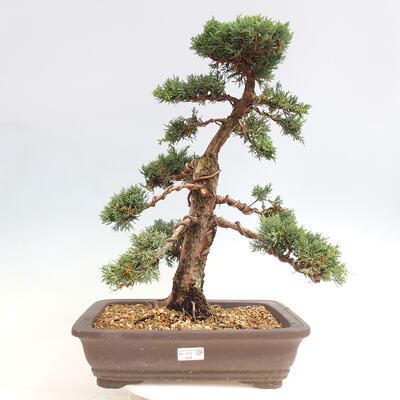 Vonkajšie bonsai - Juniperus chinensis Kishu -Jalovec čínsky - 1