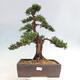 Vonkajšie bonsai - Juniperus chinensis Kishu -Jalovec čínsky - 1/5