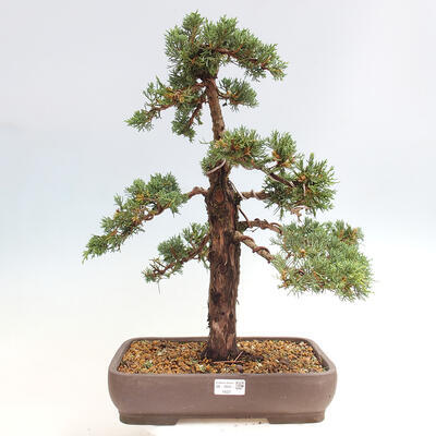 Vonkajšie bonsai - Juniperus chinensis Kishu -Jalovec čínsky - 1