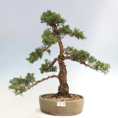 Vonkajšie bonsai - Juniperus chinensis Kishu -Jalovec čínsky - 1