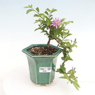 Izbová bonsai - Grewia occidentalis - Hviezdica levanduľová - 1