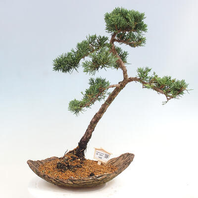 Vonkajšie bonsai - Juniperus chinensis Kishu -Jalovec čínsky - 1