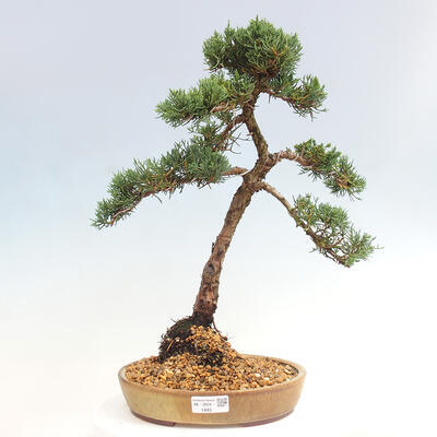 Vonkajšie bonsai - Juniperus chinensis Kishu -Jalovec čínsky - 1