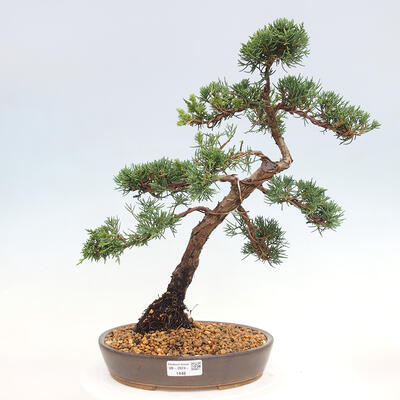 Vonkajšie bonsai - Juniperus chinensis Kishu -Jalovec čínsky - 1