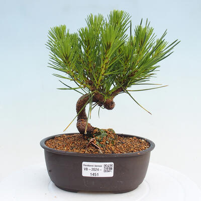 Vonkajší bonsai - Pinus thunbergii - Borovica thunbergova - 1