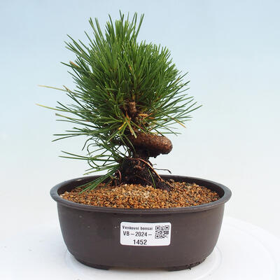 Vonkajší bonsai - Pinus thunbergii - Borovica thunbergova - 1