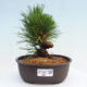 Vonkajší bonsai - Pinus thunbergii - Borovica thunbergova - 1/4