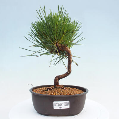 Vonkajší bonsai - Pinus thunbergii - Borovica thunbergova - 1