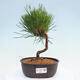 Vonkajší bonsai - Pinus thunbergii - Borovica thunbergova - 1/4