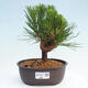 Vonkajší bonsai - Pinus thunbergii - Borovica thunbergova - 1/4