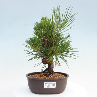 Vonkajší bonsai - Pinus thunbergii - Borovica thunbergova - 1