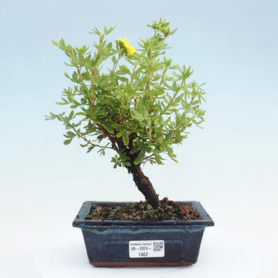 Vonkajší bonsai - Potentilla frut.Goldstar - Mochna Krovitá - 1