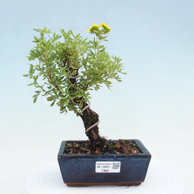 Vonkajší bonsai - Potentilla frut.Goldstar - Mochna Krovitá - 1