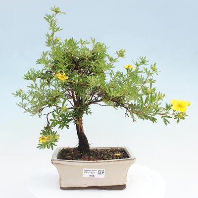 Vonkajší bonsai - Potentilla frut.Goldstar - Mochna Krovitá - 1