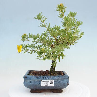 Vonkajší bonsai - Potentilla frut.Goldstar - Mochna Krovitá - 1