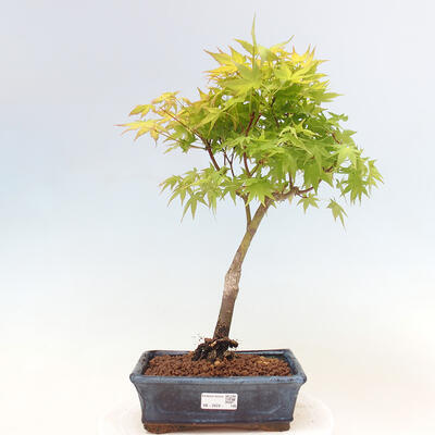 Acer palmatum Aureum - Javor dlanitolistý zlatý - 1