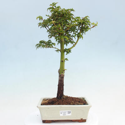 Vonkajší bonsai -Javor dlaňovitolistý Acer palmatum Shishigashira - 1