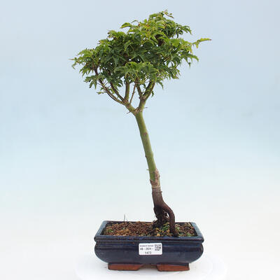 Vonkajší bonsai -Javor dlaňovitolistý Acer palmatum Shishigashira - 1