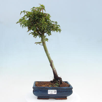 Vonkajší bonsai -Javor dlaňovitolistý Acer palmatum Shishigashira - 1