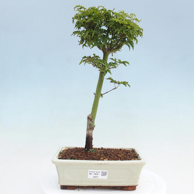 Vonkajší bonsai -Javor dlaňovitolistý Acer palmatum Shishigashira - 1