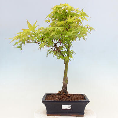 Acer palmatum Aureum - Javor dlanitolistý zlatý - 1